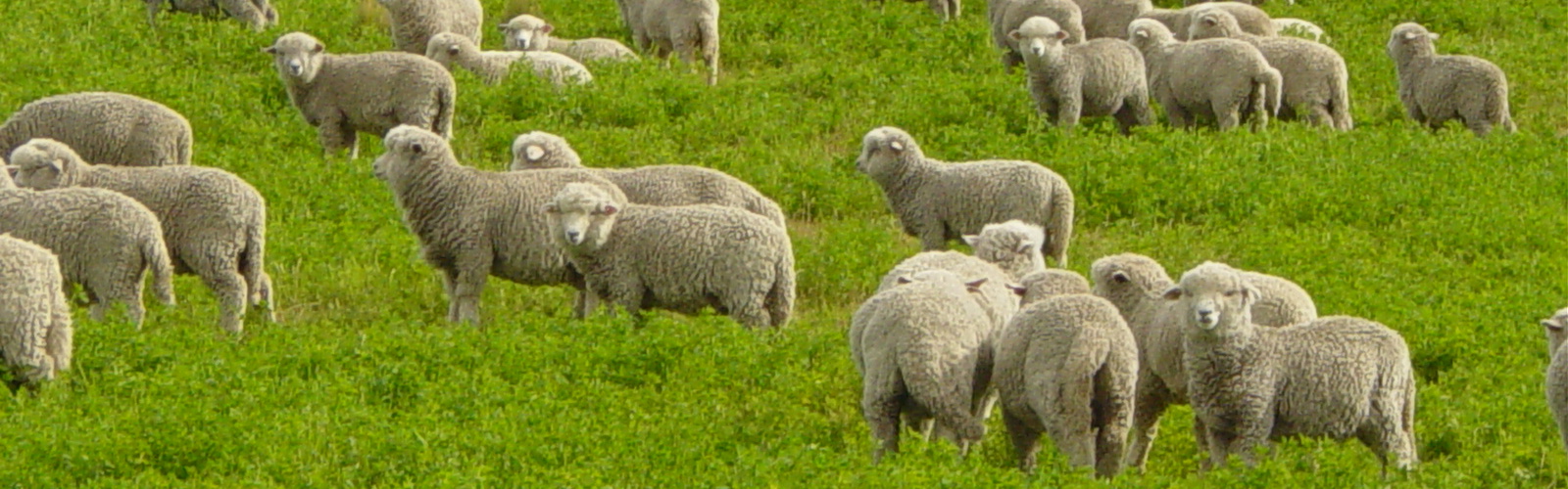 Pastured Lamb