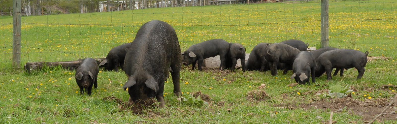 Pastured Pigs