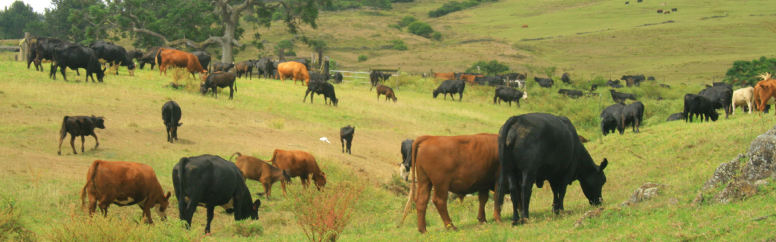 Grass Fed Beef