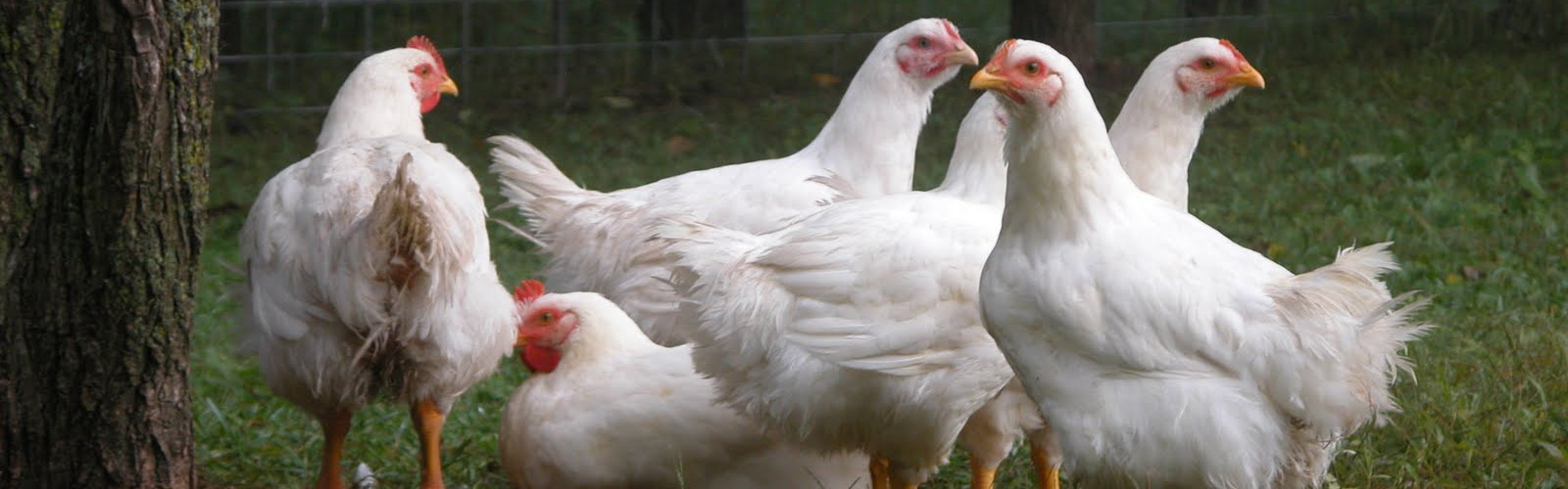 Pastured Chickens